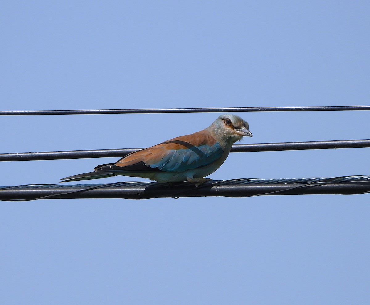 European Roller - ML622333555