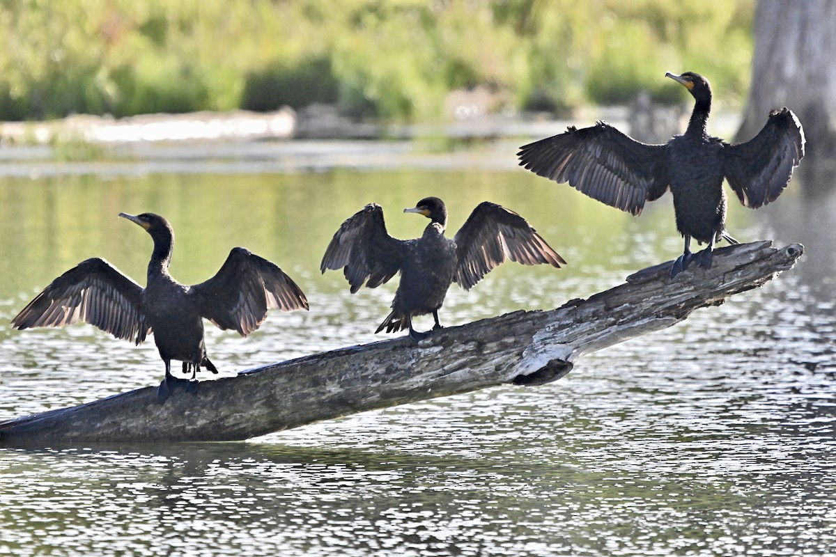 Double-crested Cormorant - Cliff Hodge