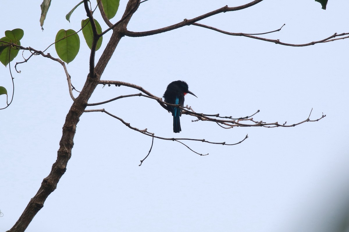 Black Bee-eater - ML622333633