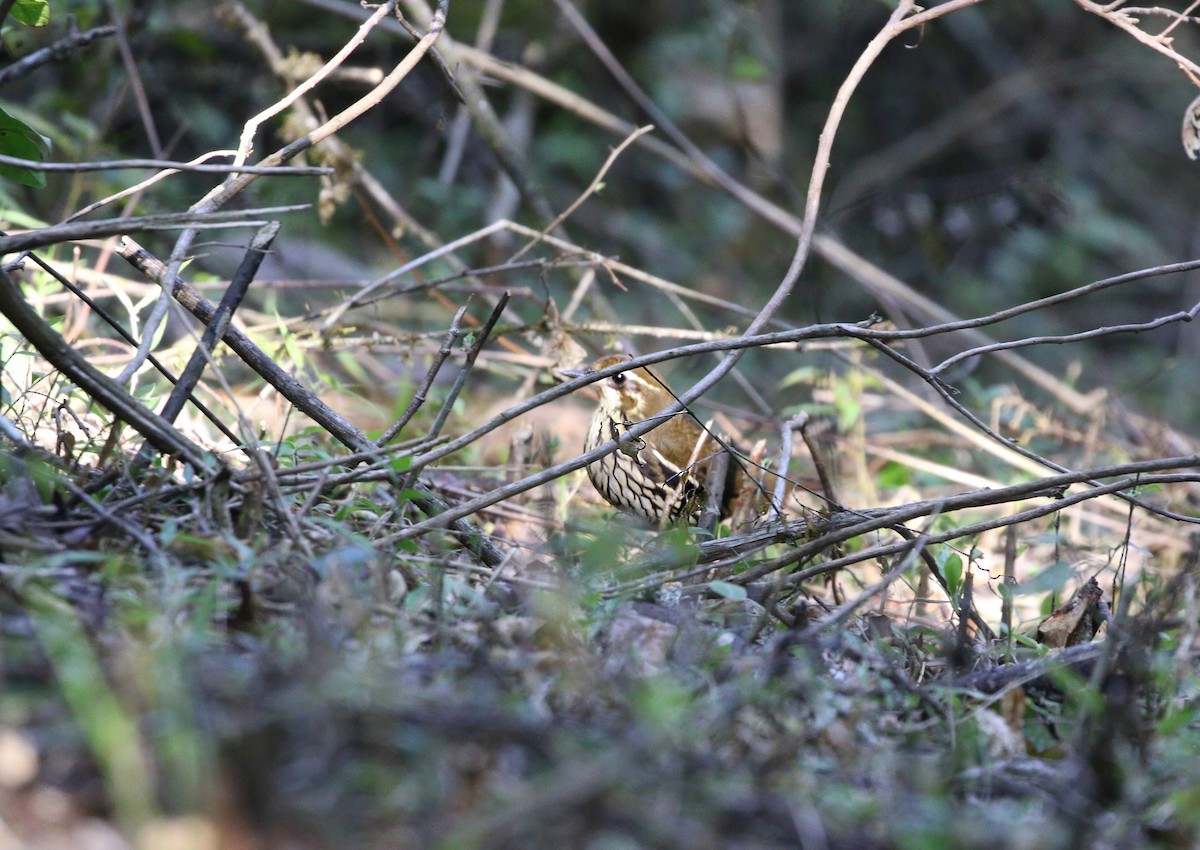 Short-tailed Antthrush - ML622333650