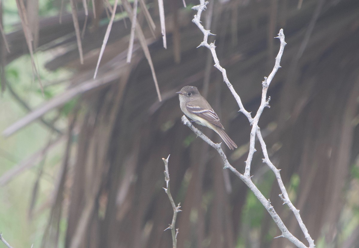 Least Flycatcher - ML622333651