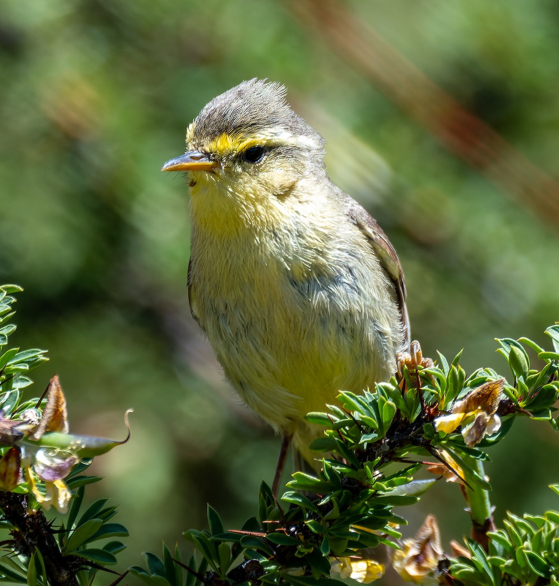 Tickell's Leaf Warbler - ML622333702