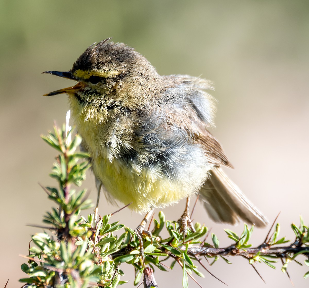 Tickell's Leaf Warbler - ML622333720