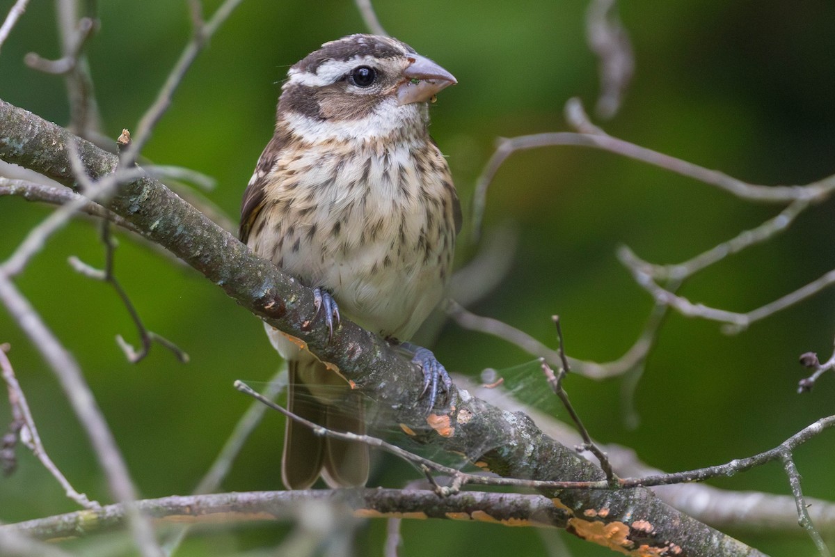 Rose-breasted Grosbeak - ML622333724