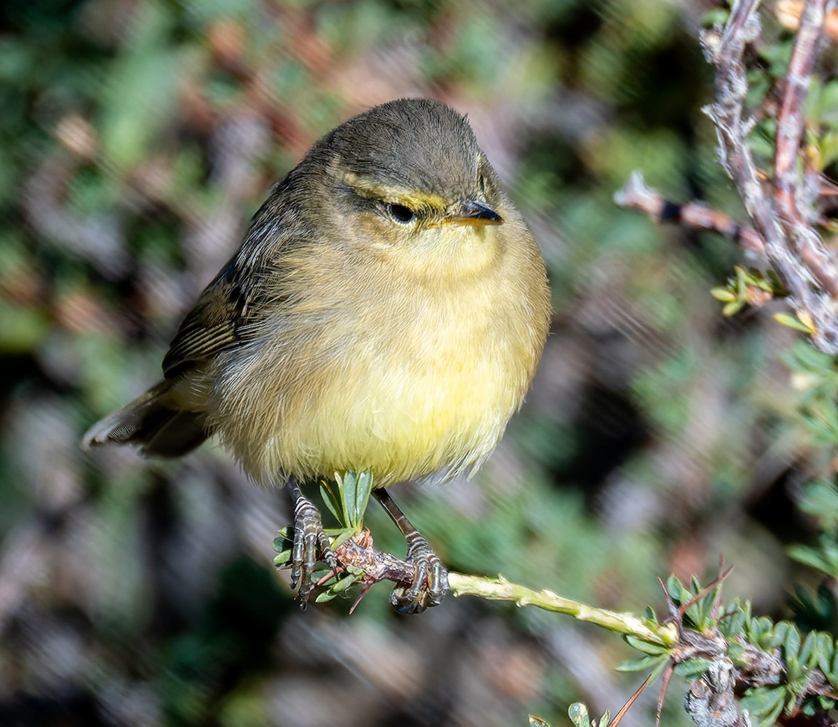 Mosquitero de Tickell/de Quinghai - ML622333753