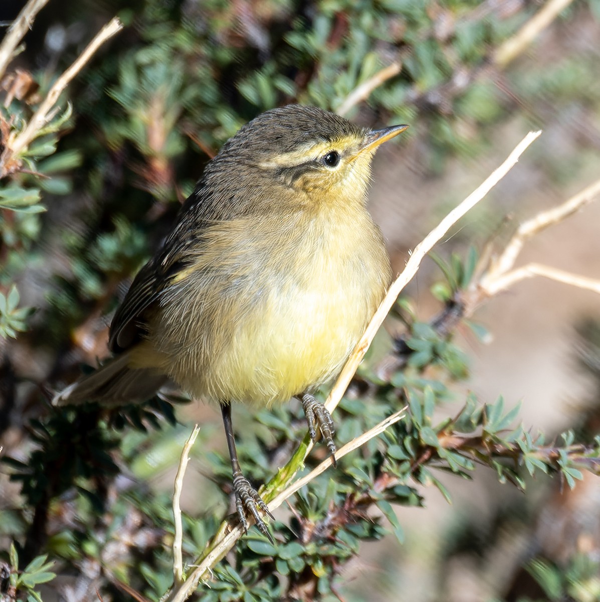 Tickell's Leaf Warbler - ML622333754