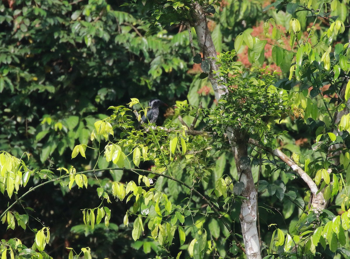 Western Dwarf Hornbill - ML622333858