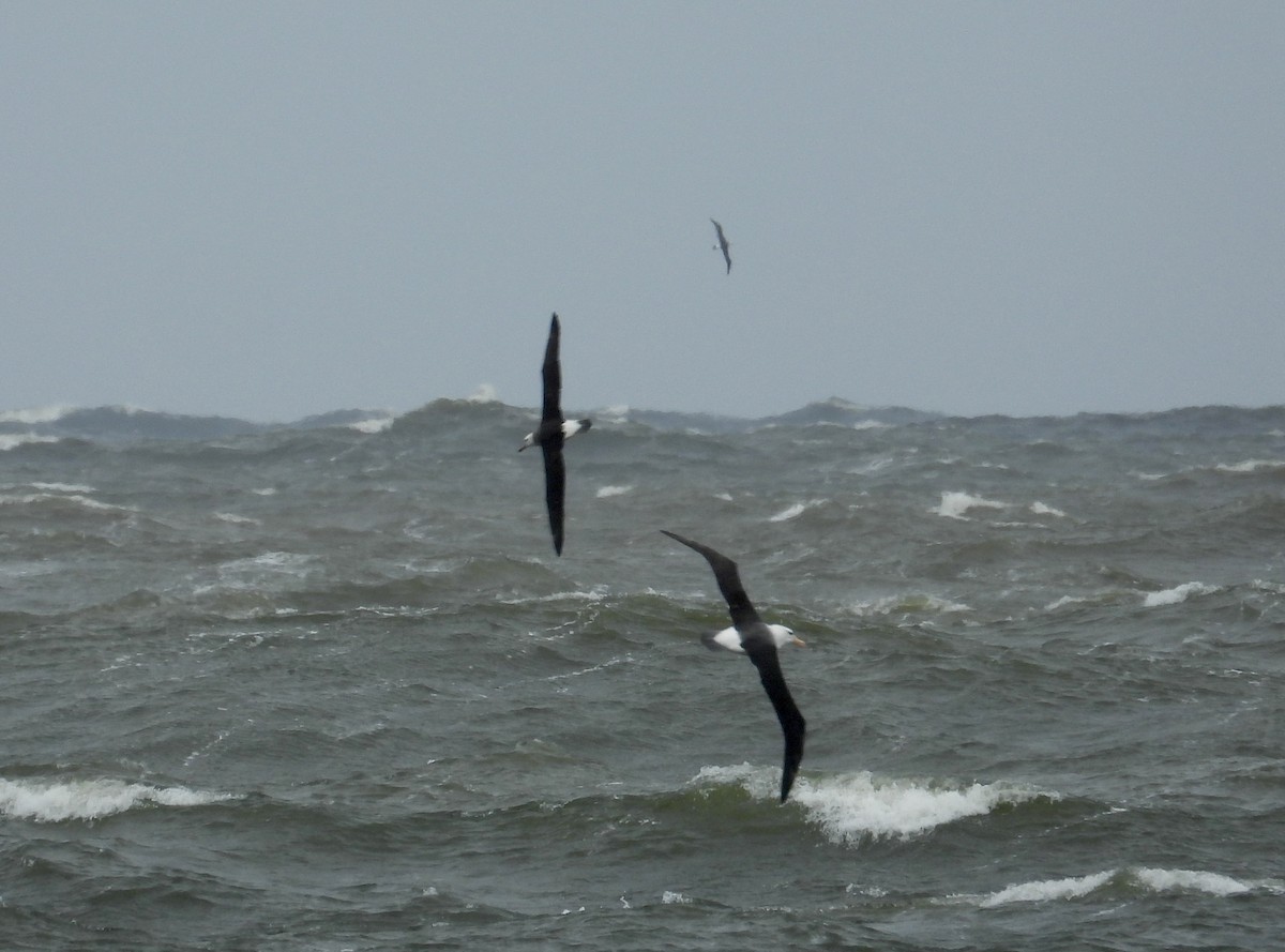 Black-browed Albatross - ML622333941