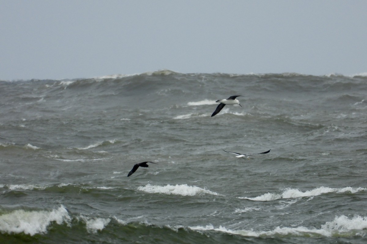 Black-browed Albatross - ML622333942