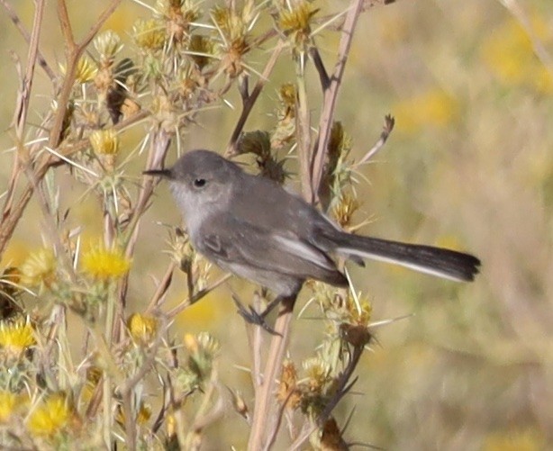 ברחשית כחלחלה - ML622333946