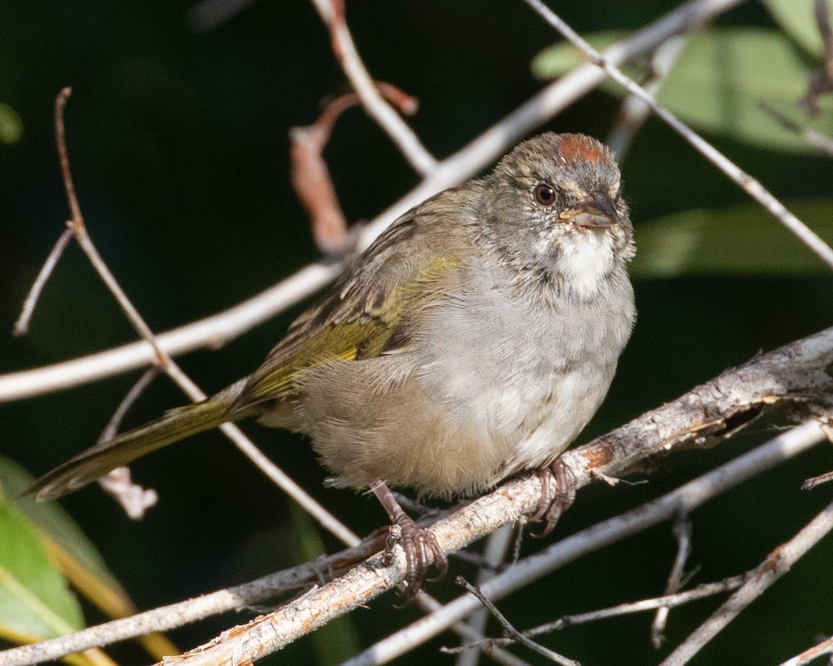 Green-tailed Towhee - ML622333968