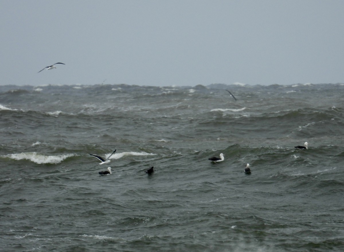 Black-browed Albatross - ML622333985