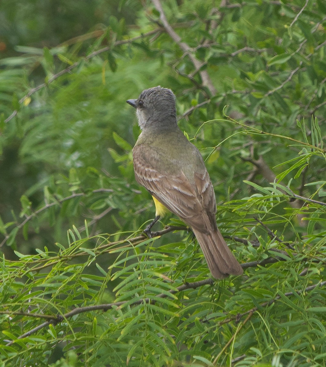 Couch's Kingbird - ML622334078