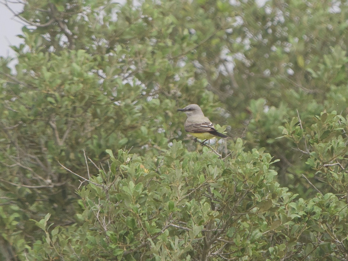 Western Kingbird - ML622334079