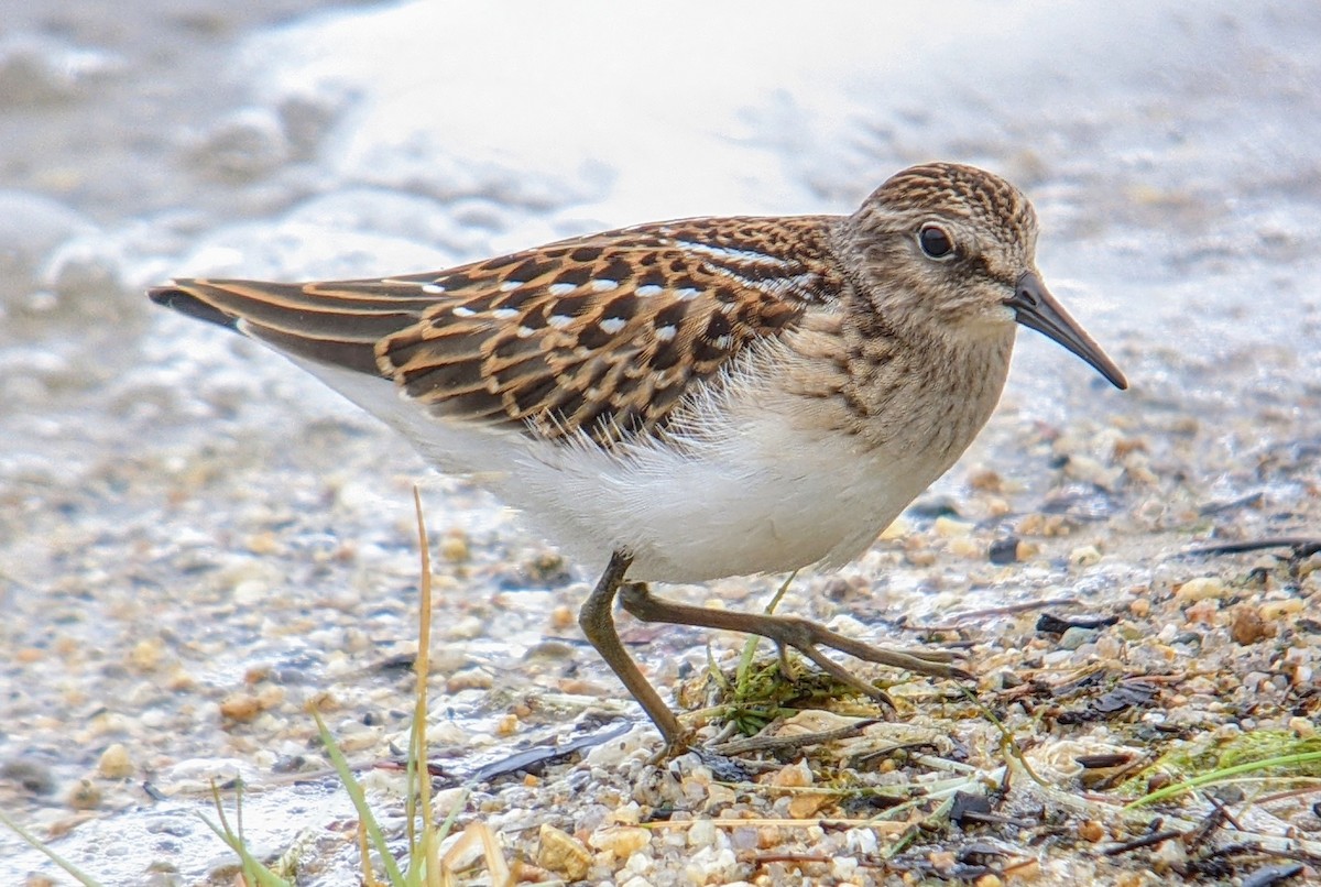 Least Sandpiper - ML622334135