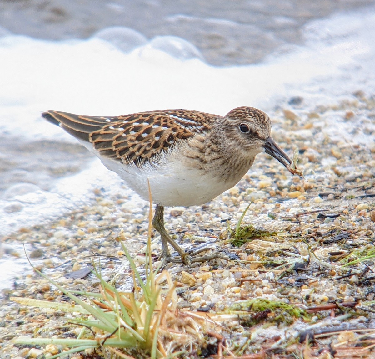Least Sandpiper - ML622334136