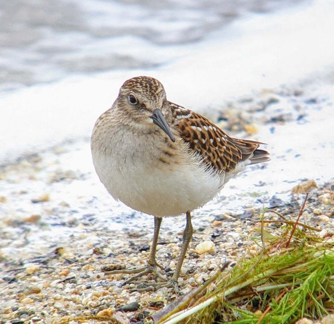 Least Sandpiper - ML622334137