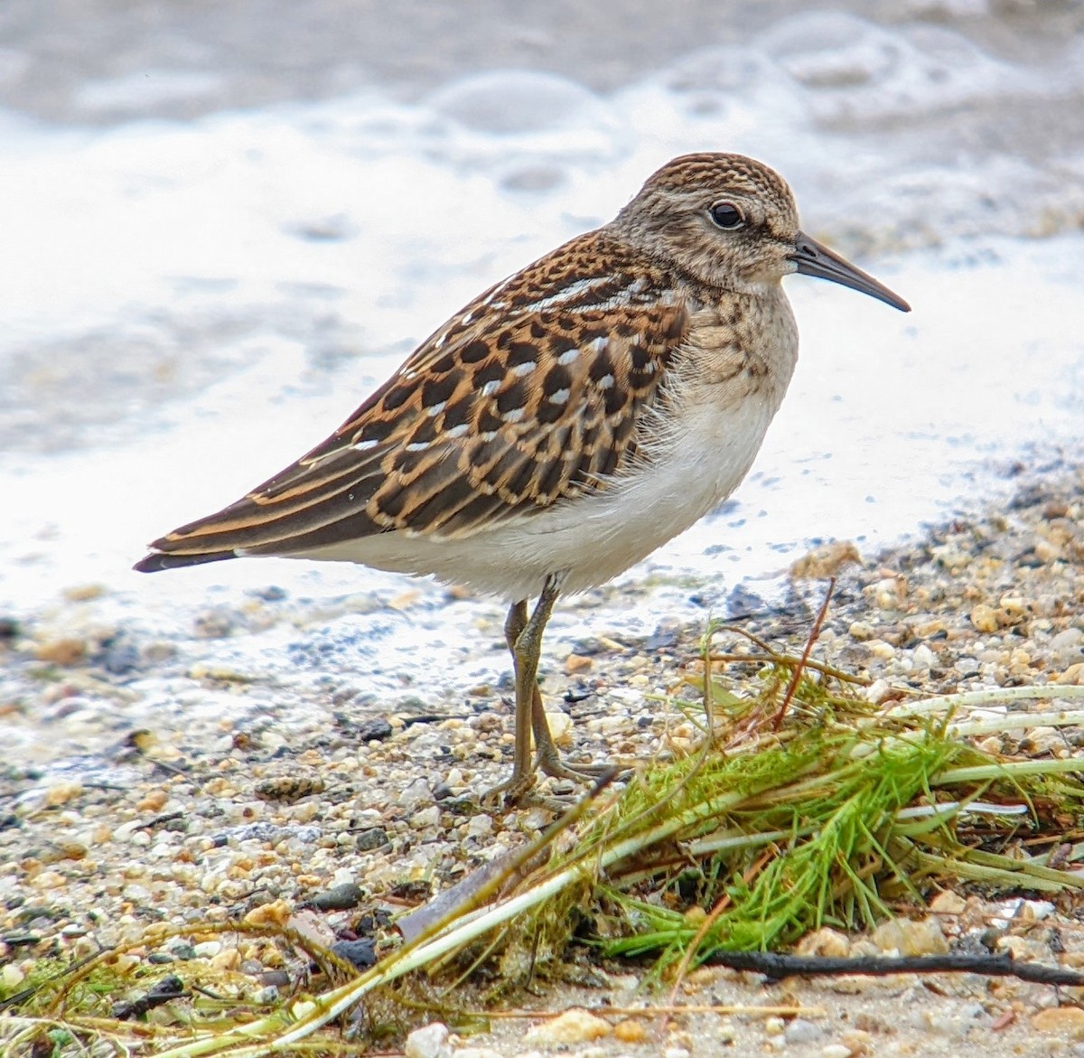 Least Sandpiper - ML622334138