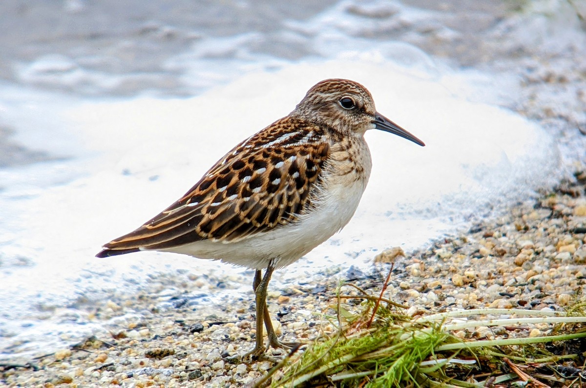 Least Sandpiper - Iain MacLeod