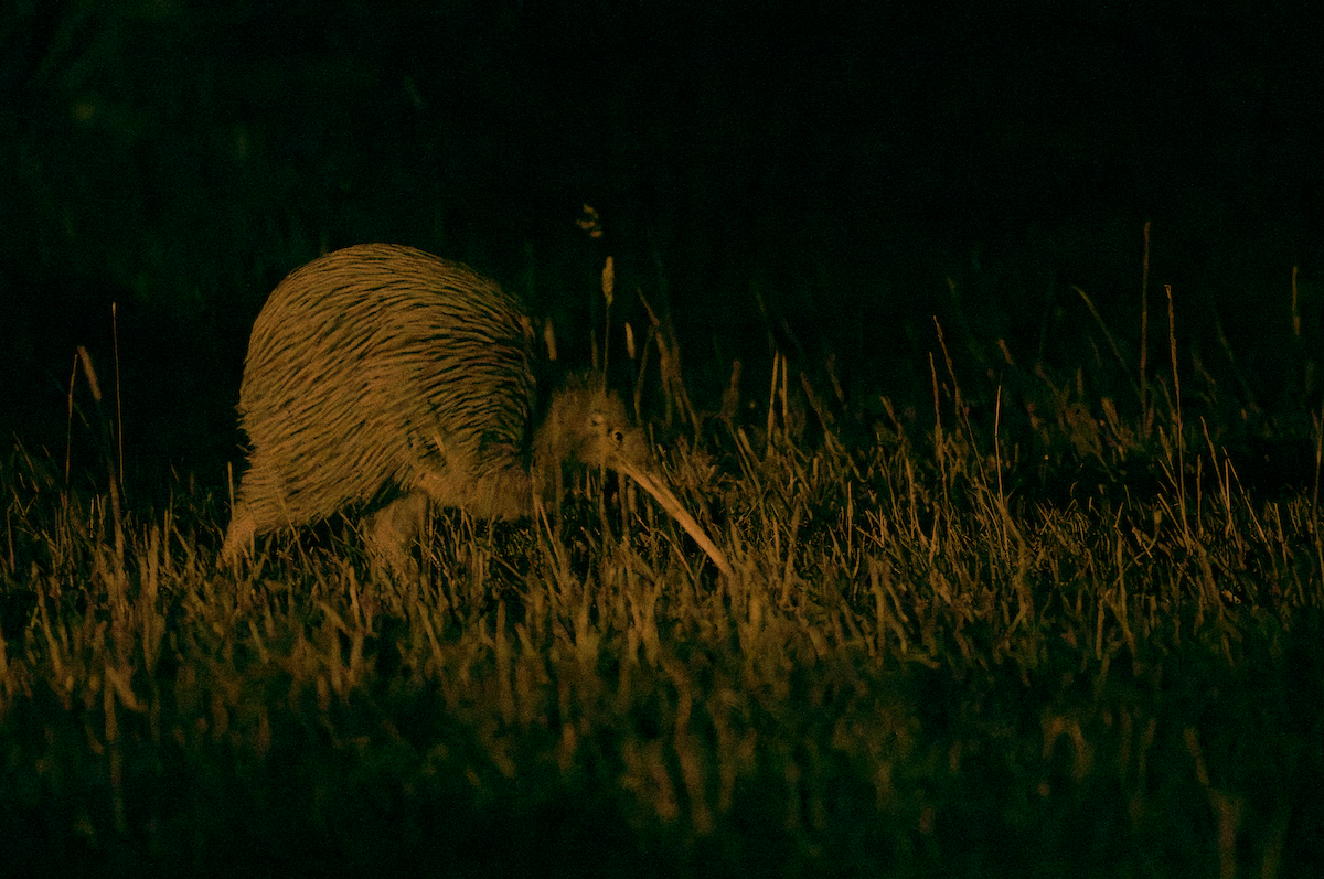 Southern Brown Kiwi - ML622334211