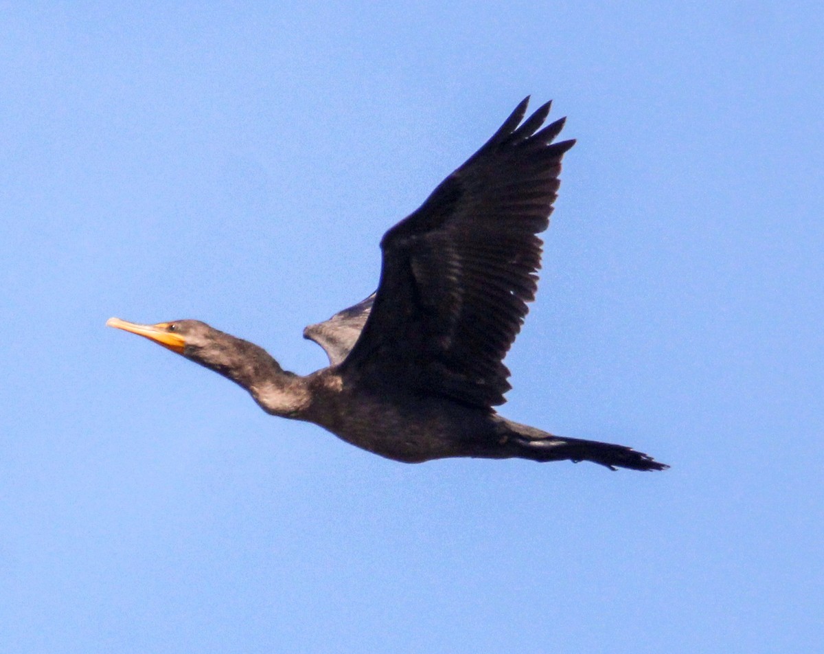 Double-crested Cormorant - ML622334328