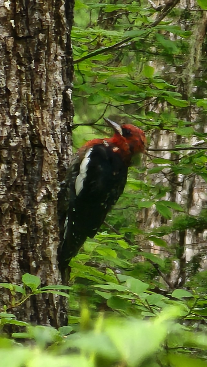 Red-breasted Sapsucker - ML622334368