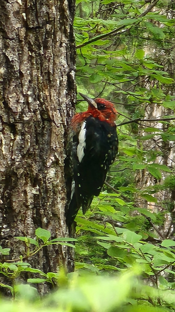 Red-breasted Sapsucker - ML622334372