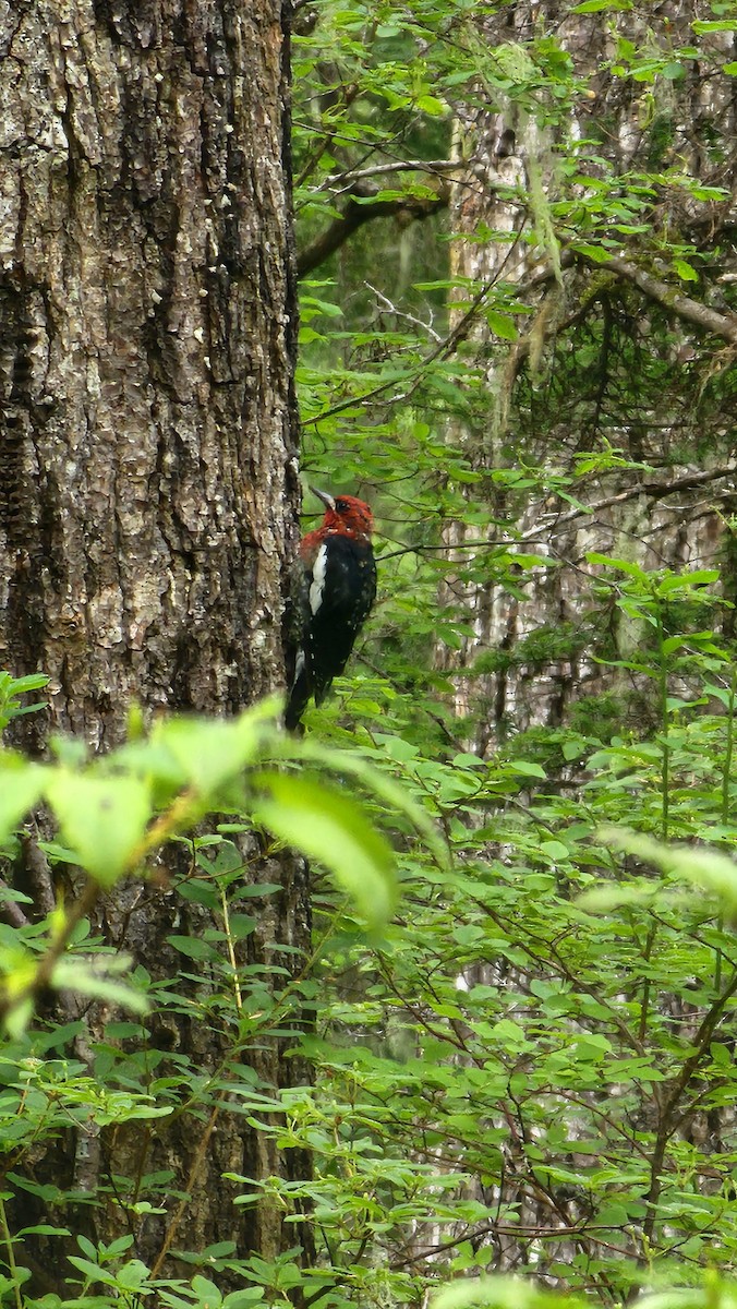 Red-breasted Sapsucker - ML622334380