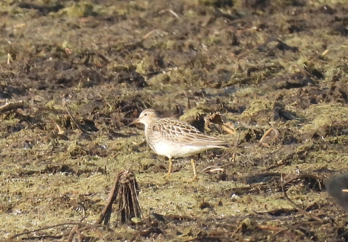 Graubrust-Strandläufer - ML622334476