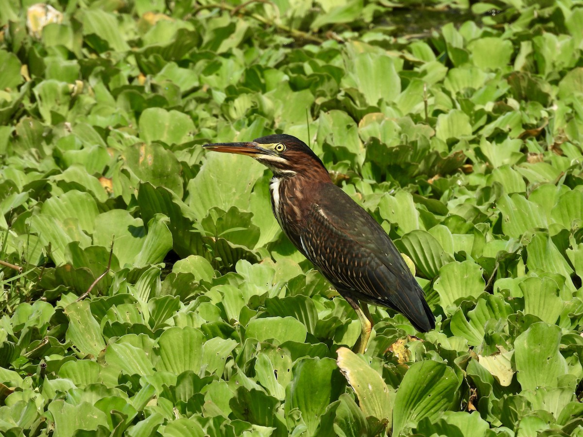 Green Heron - ML622334492