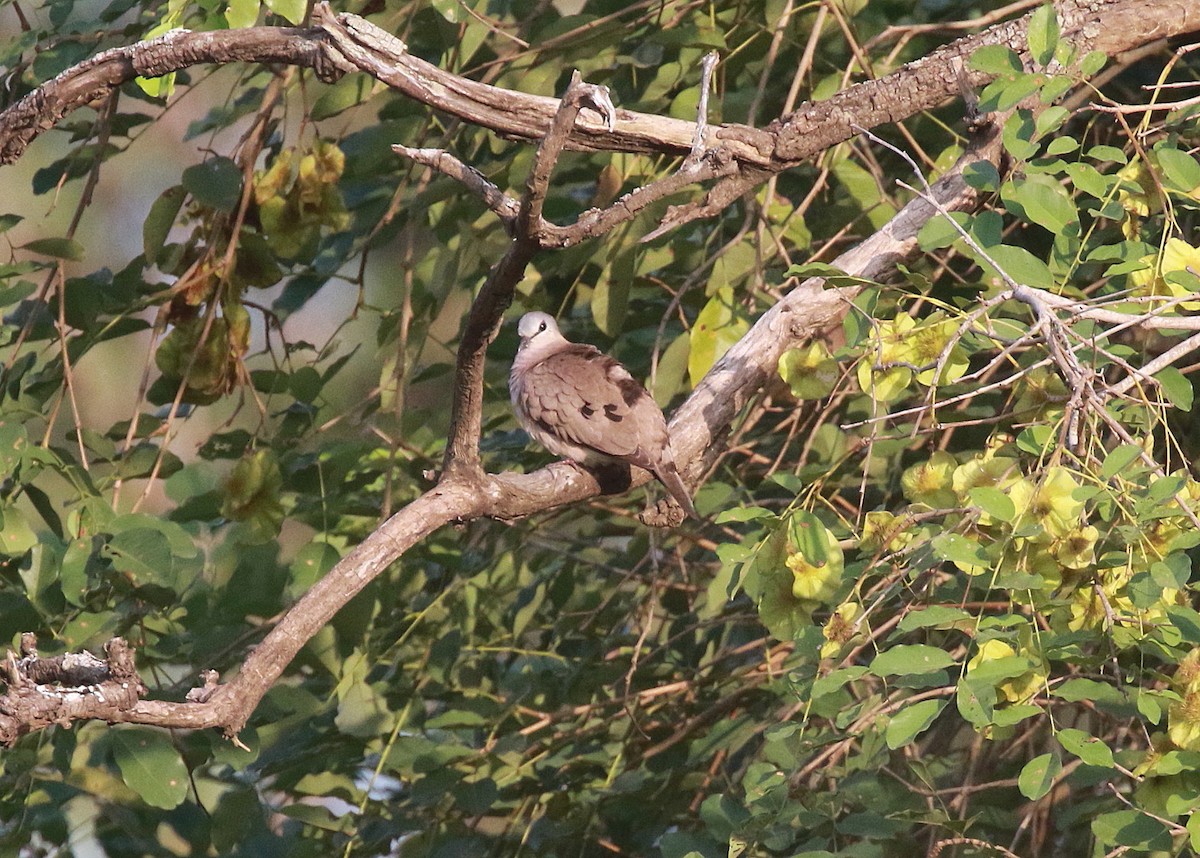 Black-billed Wood-Dove - ML622334496