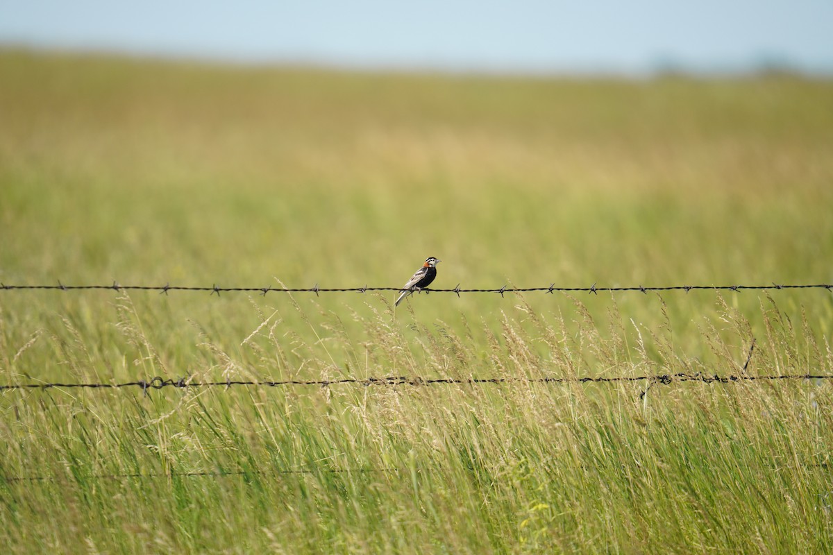 Chestnut-collared Longspur - ML622334543