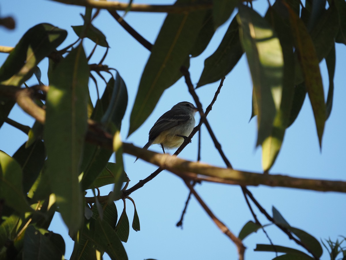 Amazonian Scrub-Flycatcher - ML622334564