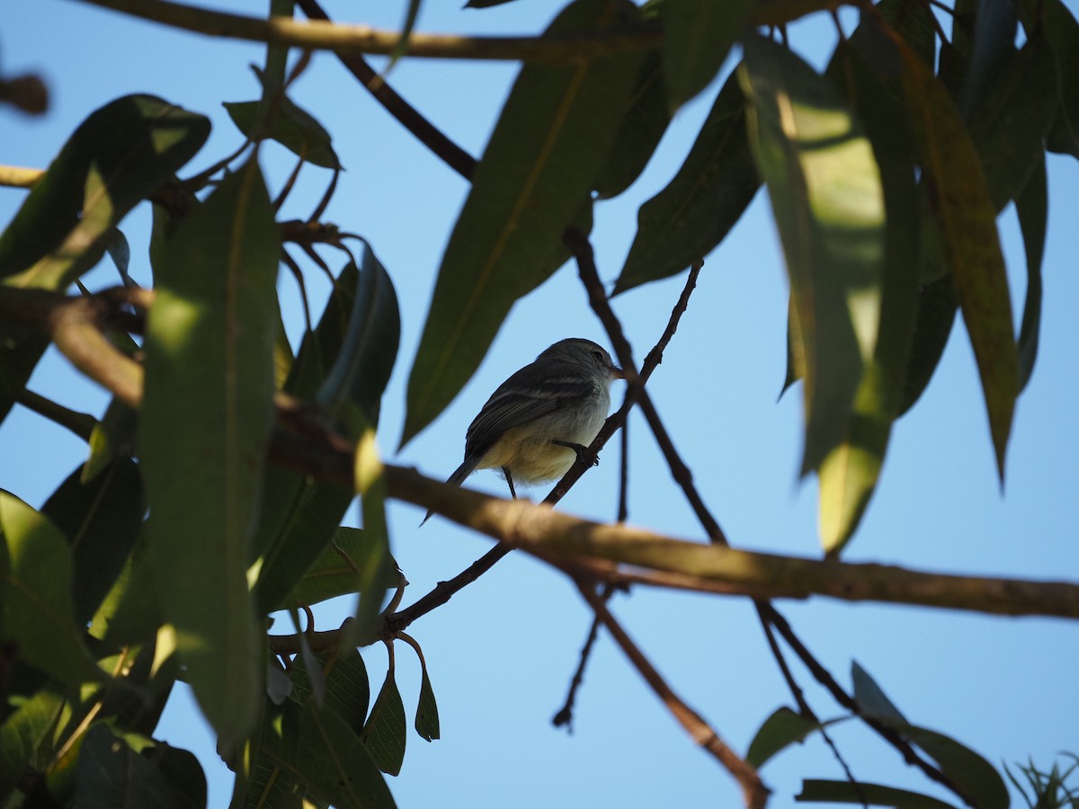 Amazonian Scrub-Flycatcher - ML622334565