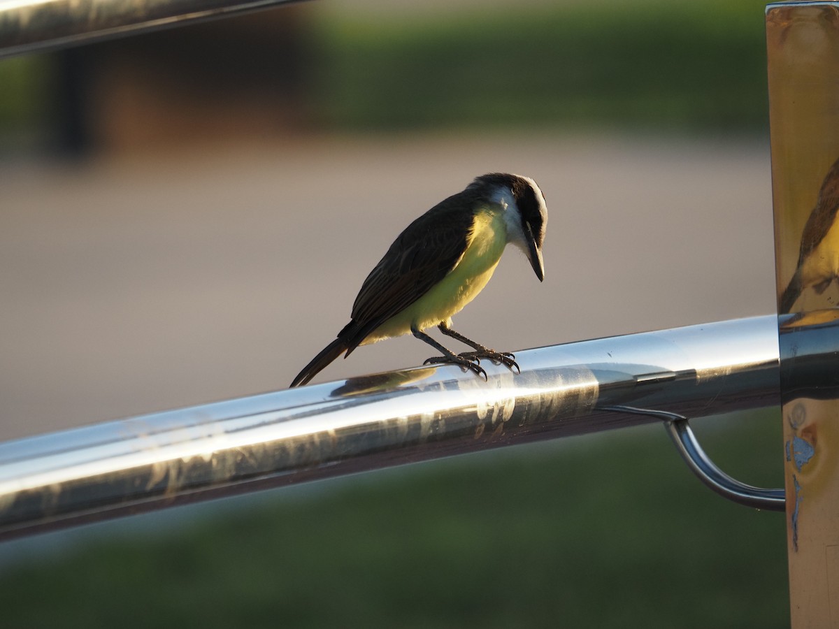 Lesser Kiskadee - ML622334627