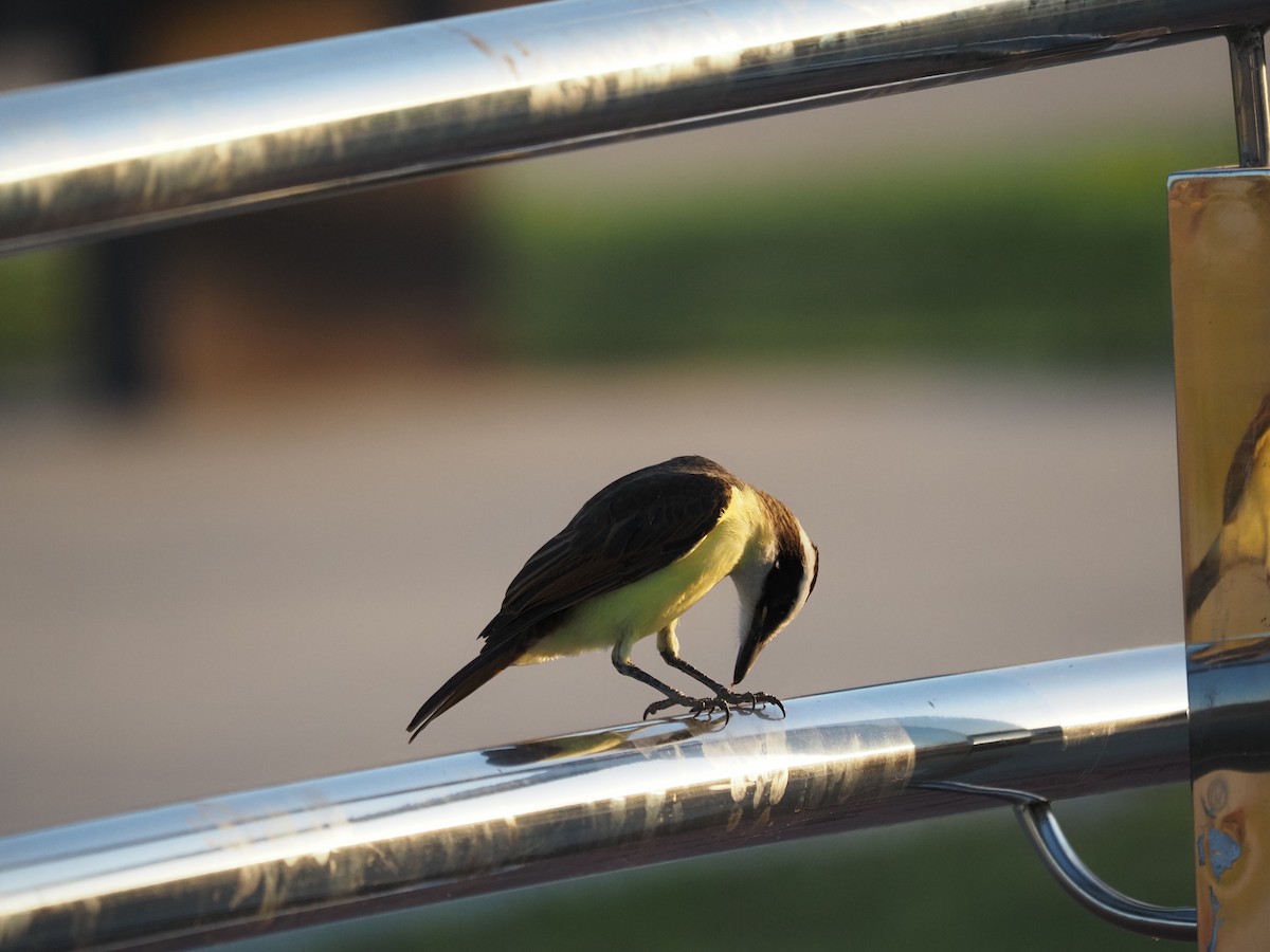 Lesser Kiskadee - ML622334628