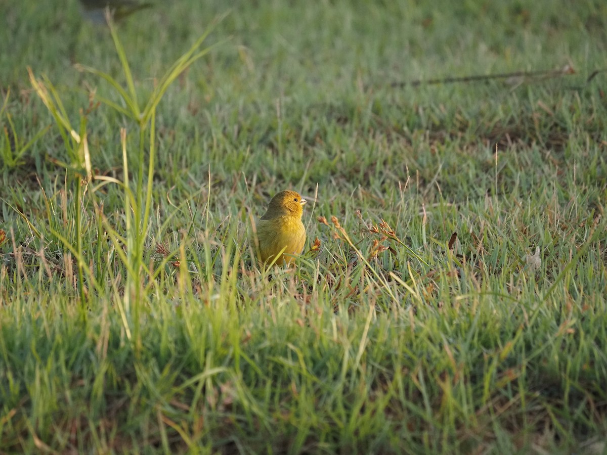Saffron Finch - ML622334652
