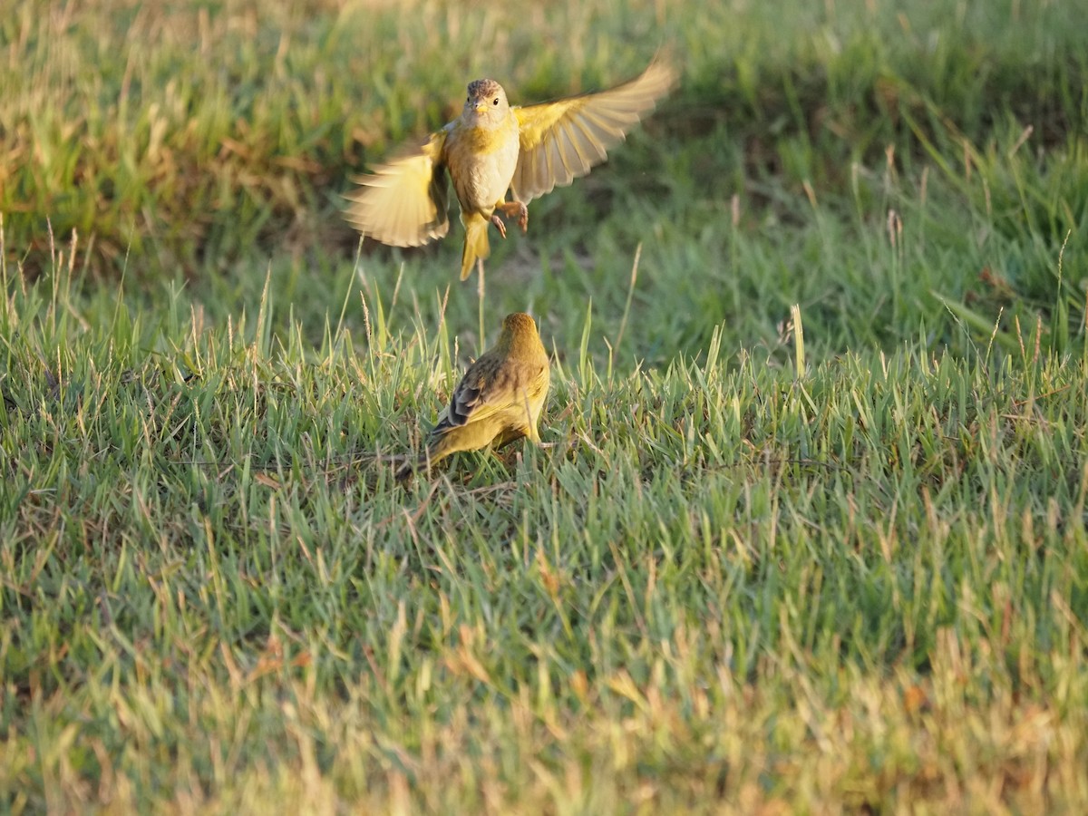 Saffron Finch - ML622334654