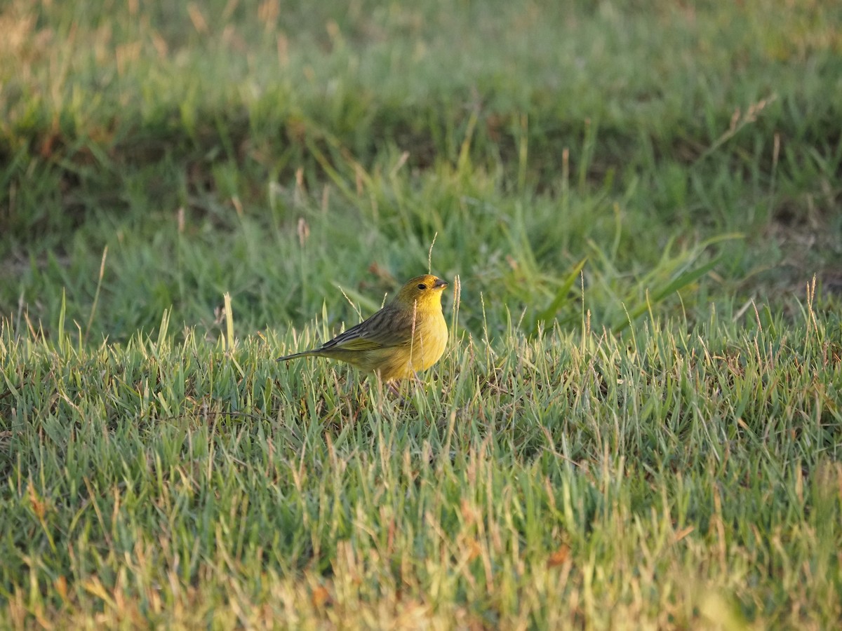 Saffron Finch - ML622334655