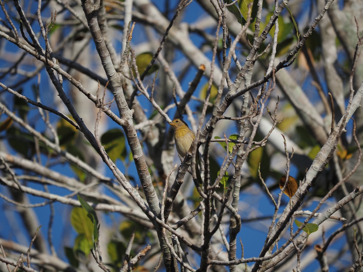Saffron Finch - ML622334656