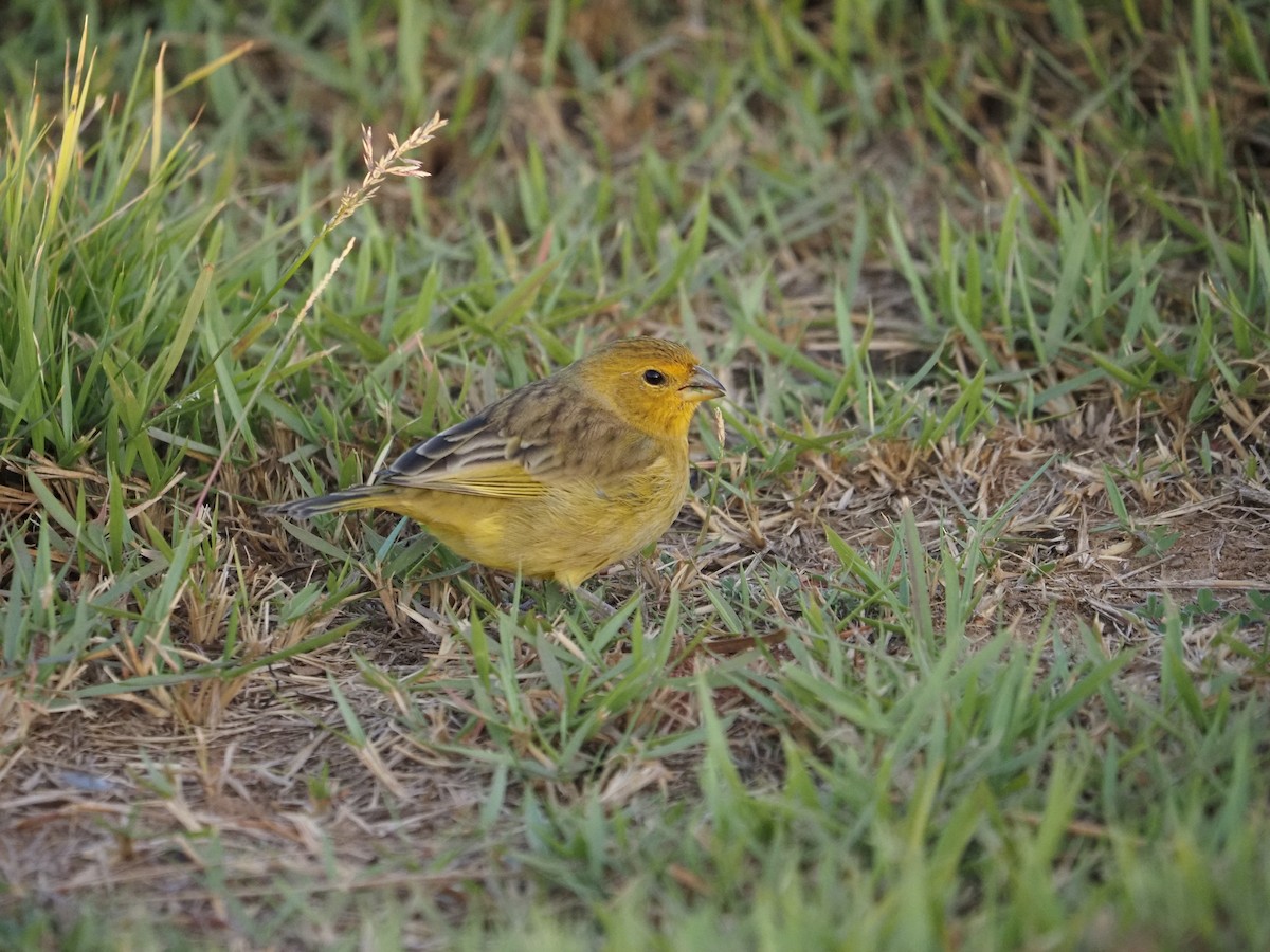 Saffron Finch - ML622334657
