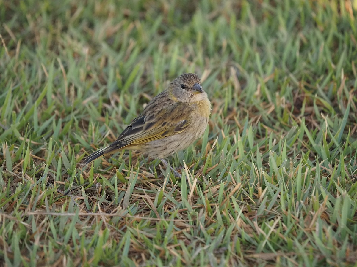 Saffron Finch - ML622334660