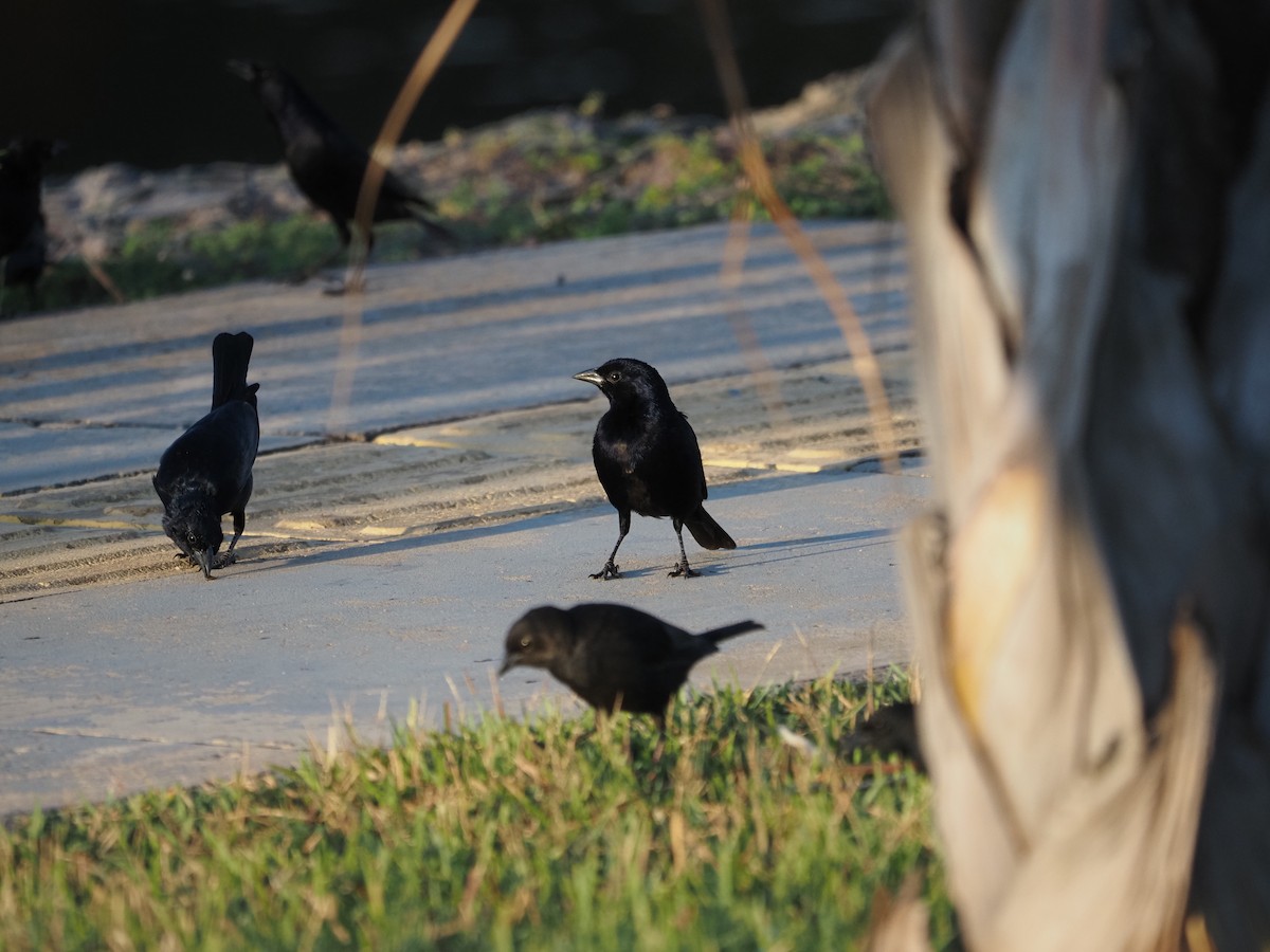 Shiny Cowbird - ML622334682
