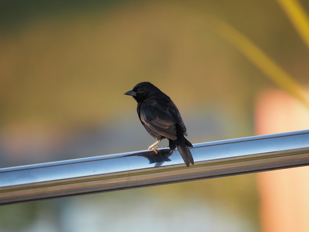 Shiny Cowbird - ML622334683
