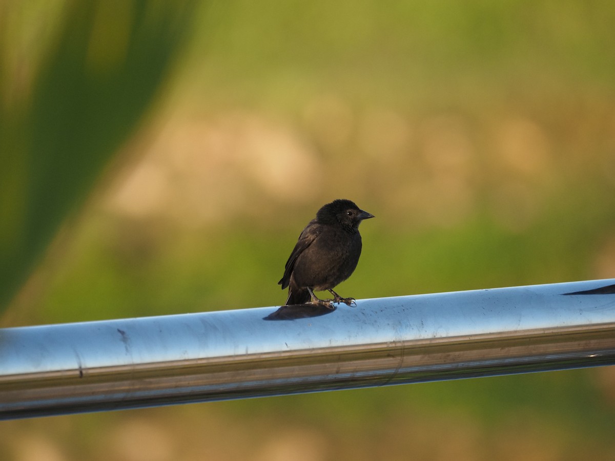 Shiny Cowbird - ML622334684