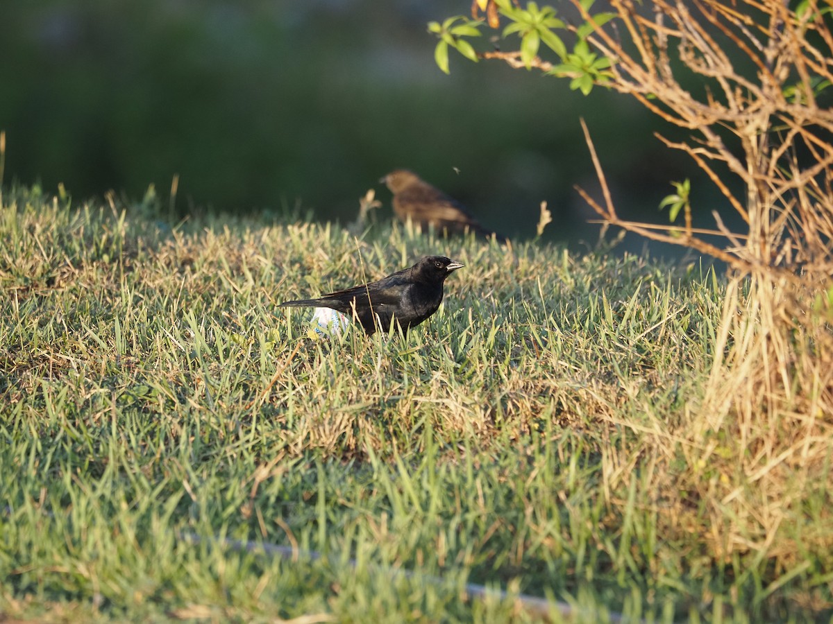 Shiny Cowbird - ML622334686