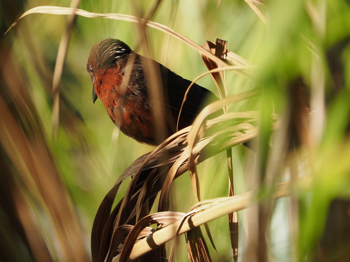 Silver-beaked Tanager - ML622334688