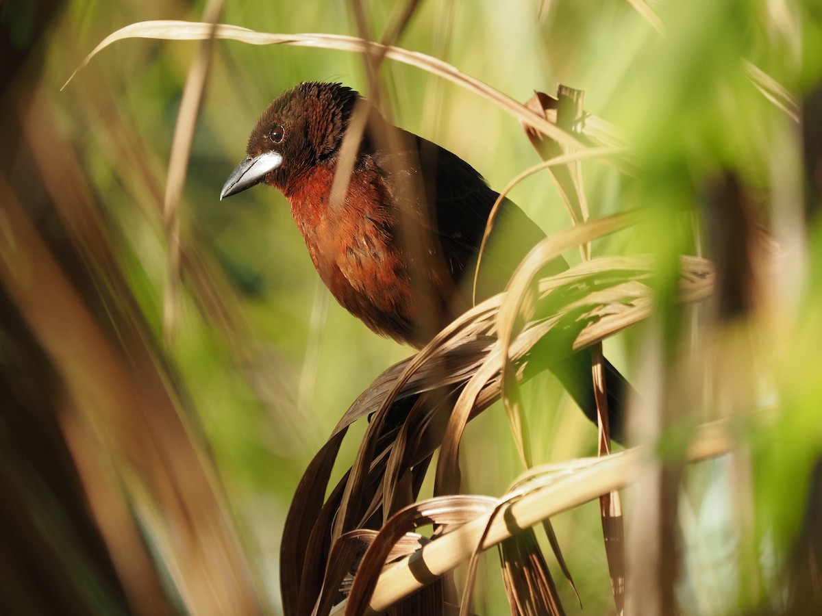 Silver-beaked Tanager - ML622334689