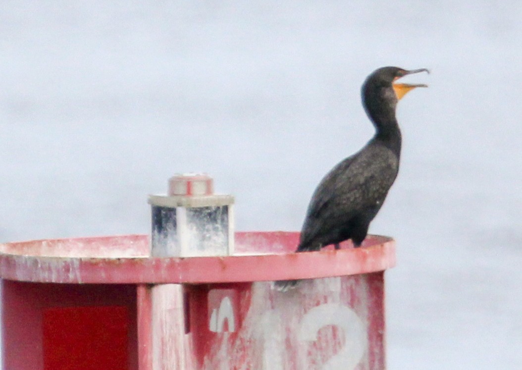 Double-crested Cormorant - ML622334695