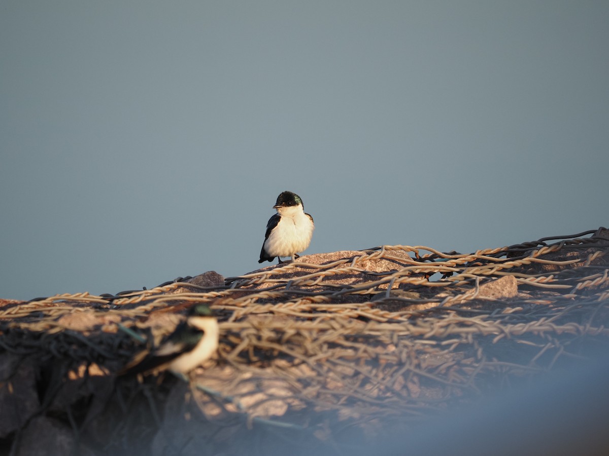 White-winged Swallow - ML622334699